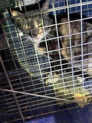 Found/Stray Unknown Cat last seen Briarcliff Rd & Fisher Trsil, Atlanta, GA 30306