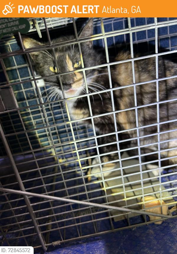 Found/Stray Unknown Cat last seen Briarcliff Rd & Fisher Trsil, Atlanta, GA 30306