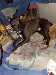 Lost Male Dog last seen 32nd and Broadway , Los Angeles, CA 90007