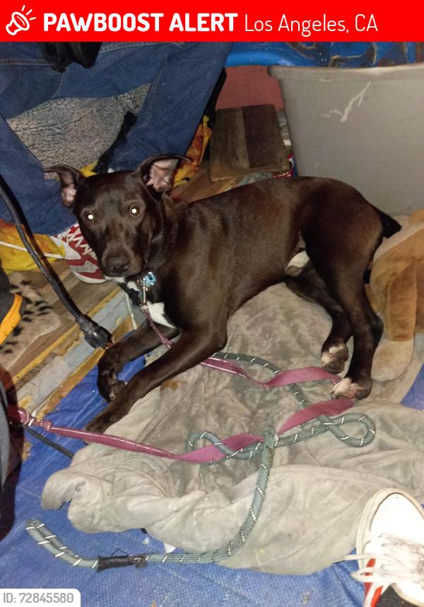 Lost Male Dog last seen 32nd and Broadway , Los Angeles, CA 90007