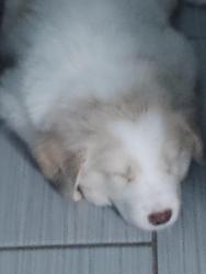 Lost Male Dog last seen Pawnee st, Orange Park, FL 32065