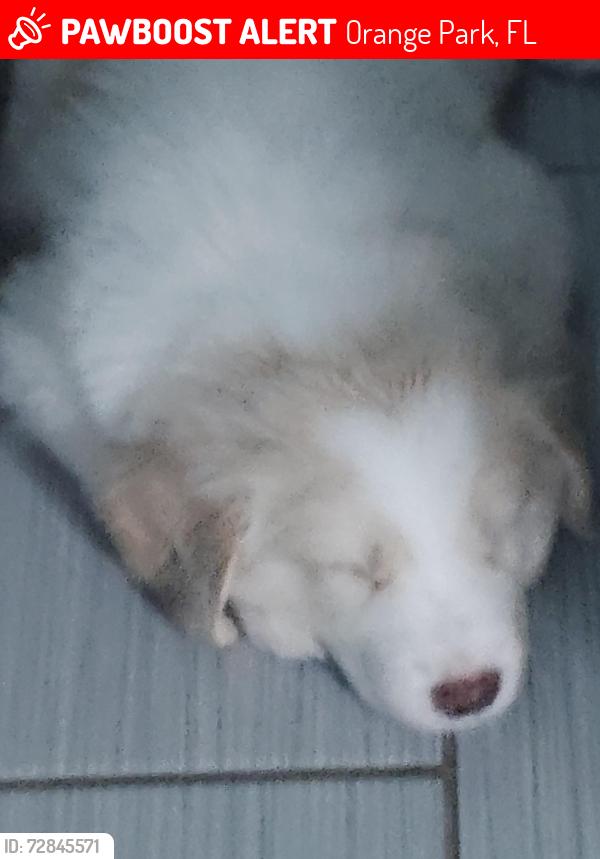 Lost Male Dog last seen Pawnee st, Orange Park, FL 32065