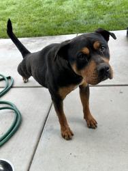 Found/Stray Male Dog last seen Court and Shannon Parkway, Visalia, CA 93291