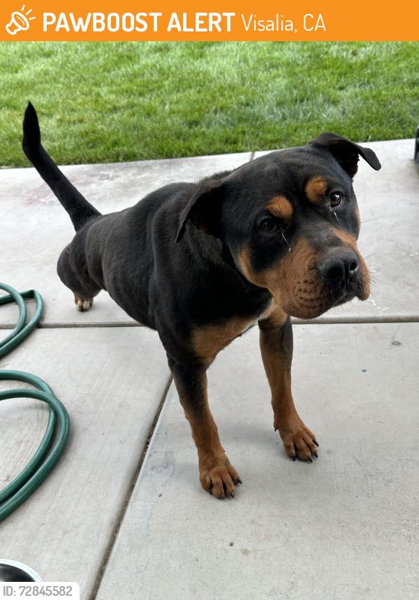 Found/Stray Male Dog last seen Court and Shannon Parkway, Visalia, CA 93291
