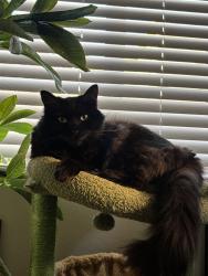 Lost Male Cat last seen Plymouth Dr. and Copper Dr./Knoll Rd., Vista, CA 92083