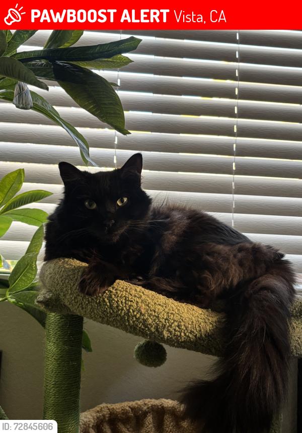 Lost Male Cat last seen Plymouth Dr. and Copper Dr./Knoll Rd., Vista, CA 92083