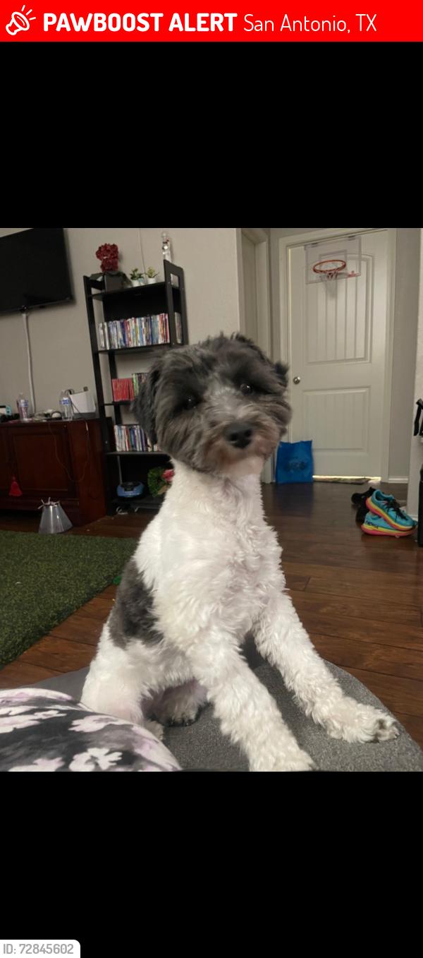 Lost Female Dog last seen Laurel mountain subdivision , San Antonio, TX 78245