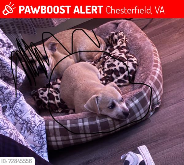 Lost Male Dog last seen Near resting way ln Chesterfield va 23234, Chesterfield, VA 23832