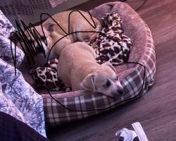 Lost Male Dog last seen Near resting way ln Chesterfield va 23234, Chesterfield, VA 23832