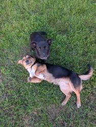 Found/Stray Female Dog last seen Railroad Tracks and Baseball Fields, Chetopa, KS 67336