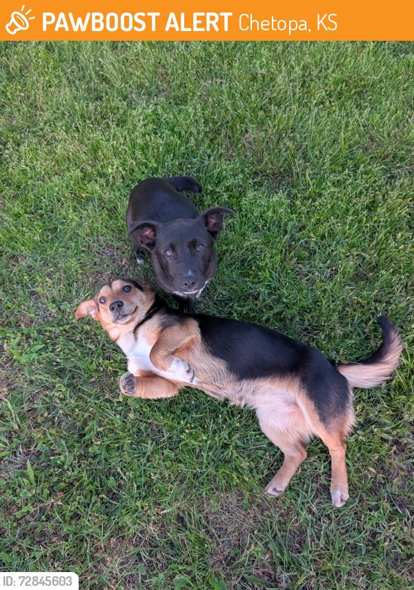 Found/Stray Female Dog last seen Railroad Tracks and Baseball Fields, Chetopa, KS 67336