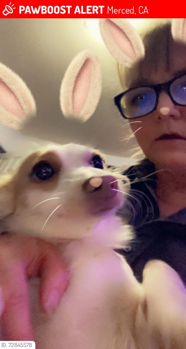 Lost Female Dog last seen Austin, Merced, CA 95348