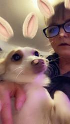 Lost Female Dog last seen Austin, Merced, CA 95348