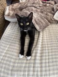 Reunited Male Cat last seen Forest meadow ct and Greensview, Chula Vista, CA 91915
