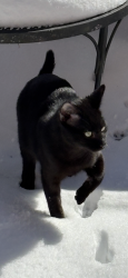 Lost Male Cat last seen Lakeside, Rollingwood , Wilson, NC 27896
