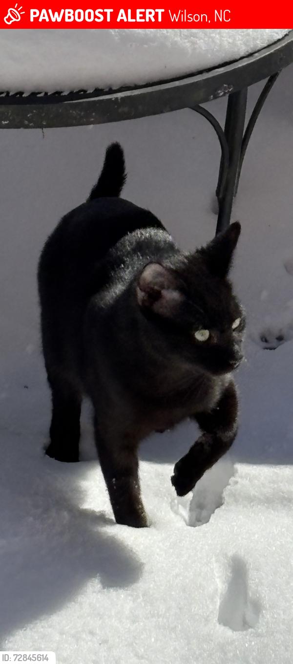 Lost Male Cat last seen Lakeside, Rollingwood , Wilson, NC 27896