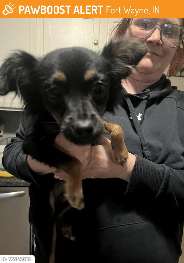 Found/Stray Female Dog last seen Holton and east Fairfax ave, Fort Wayne, IN 46806