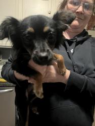 Found/Stray Female Dog last seen Holton and east Fairfax ave, Fort Wayne, IN 46806