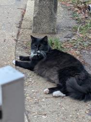Lost Male Cat last seen East Gate Parkway , Rockford, IL 61108