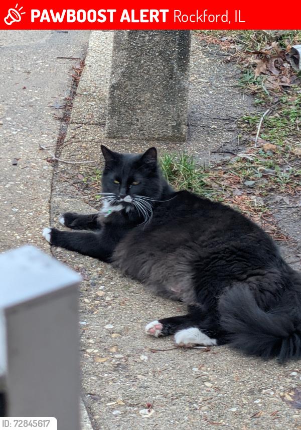 Lost Male Cat last seen East Gate Parkway , Rockford, IL 61108