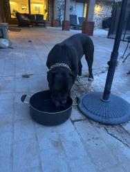 Found/Stray Male Dog last seen Brookhollow rd and quail creek rd, Oklahoma City, OK 73120
