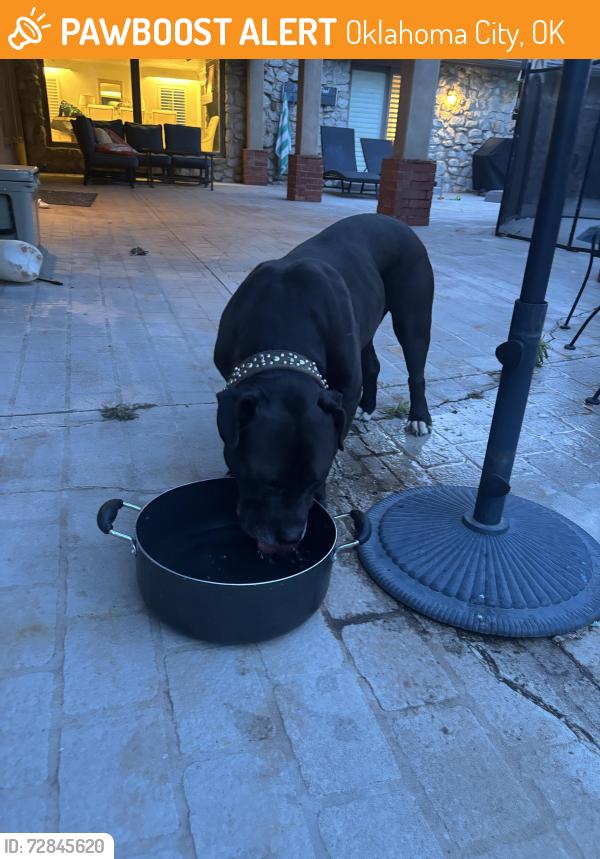 Found/Stray Male Dog last seen Brookhollow rd and quail creek rd, Oklahoma City, OK 73120