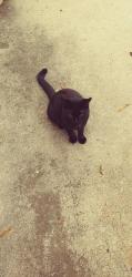 Lost Female Cat last seen 12th Ave North and 42nd Street , St. Petersburg, FL 33713