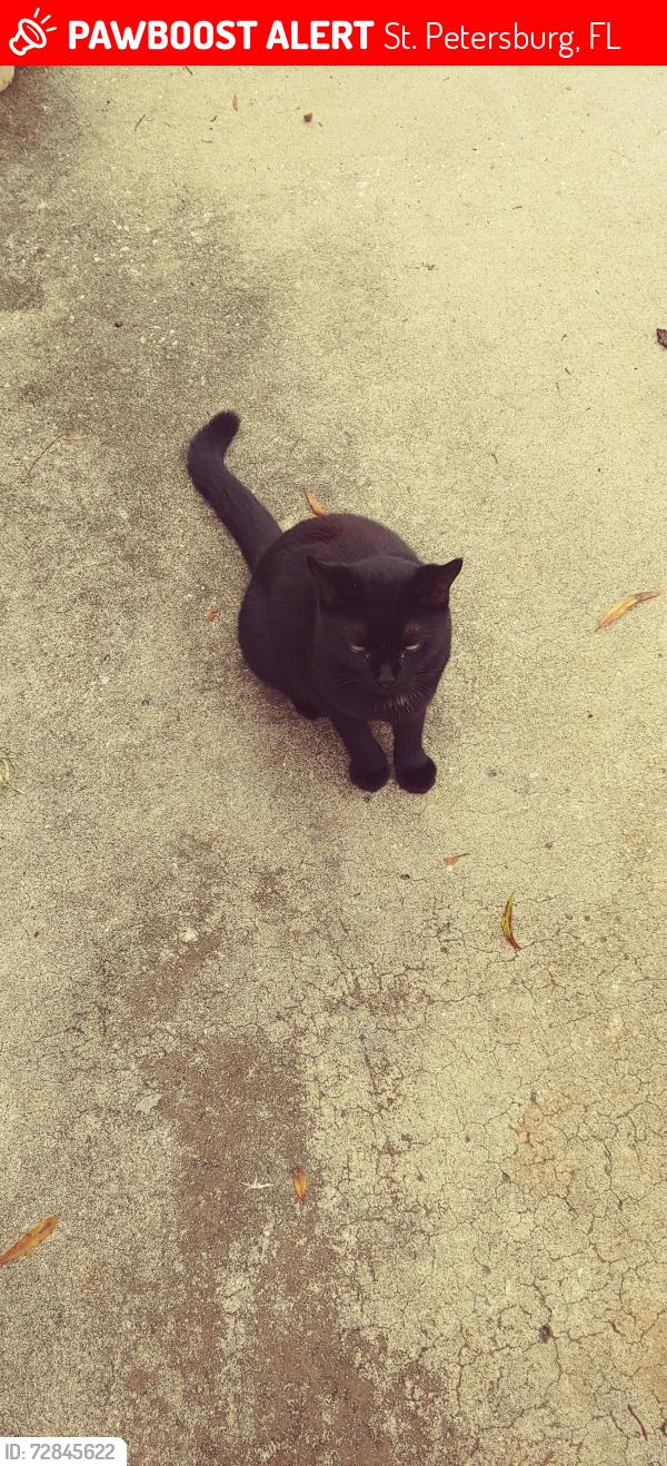 Lost Female Cat last seen 12th Ave North and 42nd Street , St. Petersburg, FL 33713