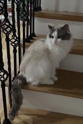 Lost Male Cat last seen Near Bassett Court, South San Francisco, South San Francisco, CA 94080