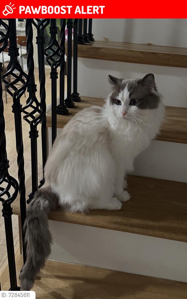 Lost Male Cat last seen Near Bassett Court, South San Francisco, South San Francisco, CA 94080