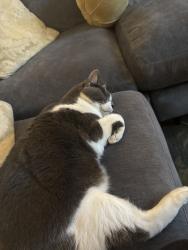 Lost Male Cat last seen Near Edmondson Avenue, Dallas, TX 75205