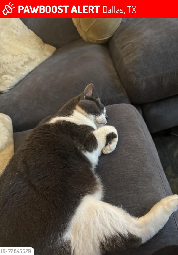 Lost Male Cat last seen Near Edmondson Avenue, Dallas, TX 75205