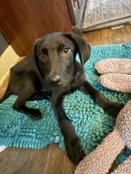 Found/Stray Male Dog last seen West commerce and St Louis st, San Antonio, TX 78237