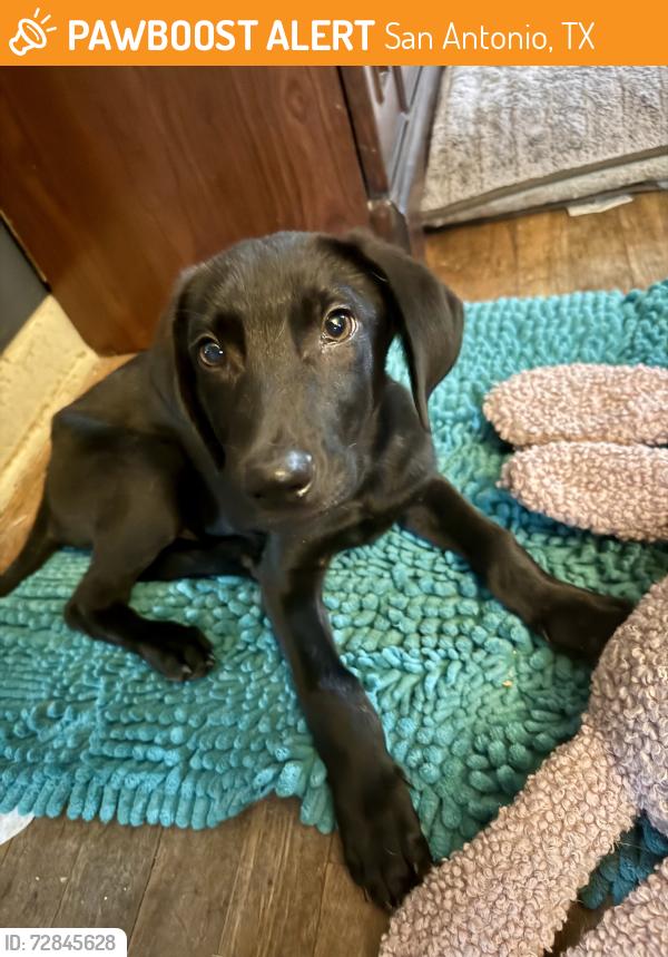 Found/Stray Male Dog last seen West commerce and St Louis st, San Antonio, TX 78237