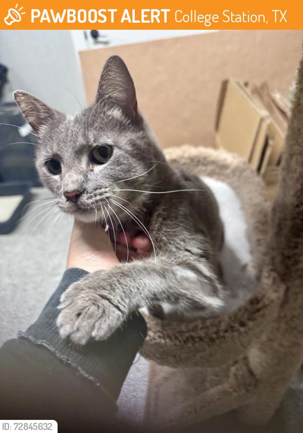 Found/Stray Female Cat last seen Stousland Rd and Taylor Rd, College Station, TX 77845