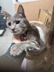 Found/Stray Female Cat last seen Stousland Rd and Taylor Rd, College Station, TX 77845