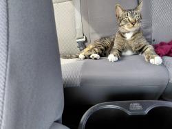 Lost Male Cat last seen Higland hills dr y lovingood dr, Dallas, TX 75241