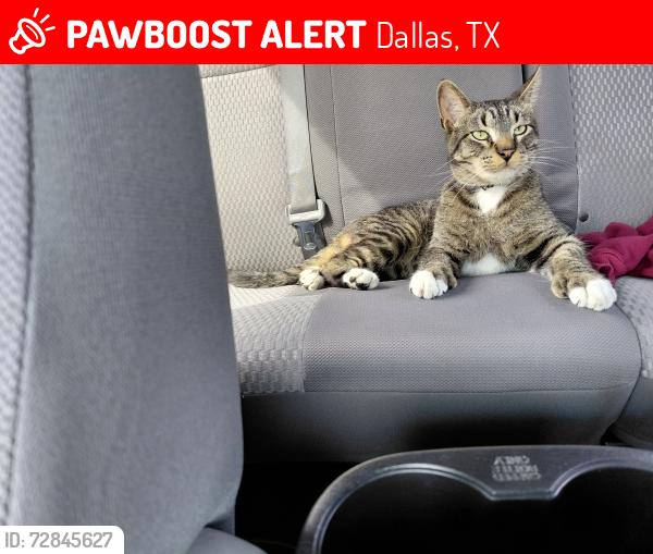 Lost Male Cat last seen Higland hills dr y lovingood dr, Dallas, TX 75241