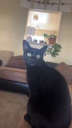 Lost Male Cat last seen Thomas Paine cir patriots landing , Scott Air Force Base, IL 62225