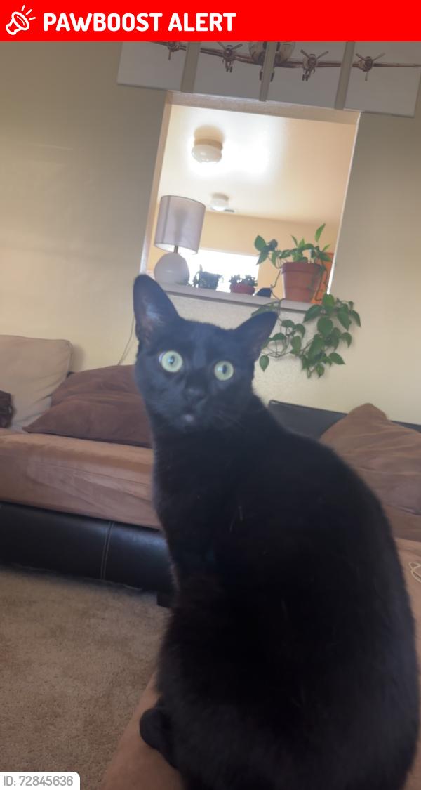 Lost Male Cat last seen Thomas Paine cir patriots landing , Scott Air Force Base, IL 62225