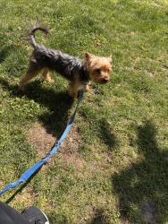 Found/Stray Male Dog last seen 49th and Vincennes, Chicago, IL 60615