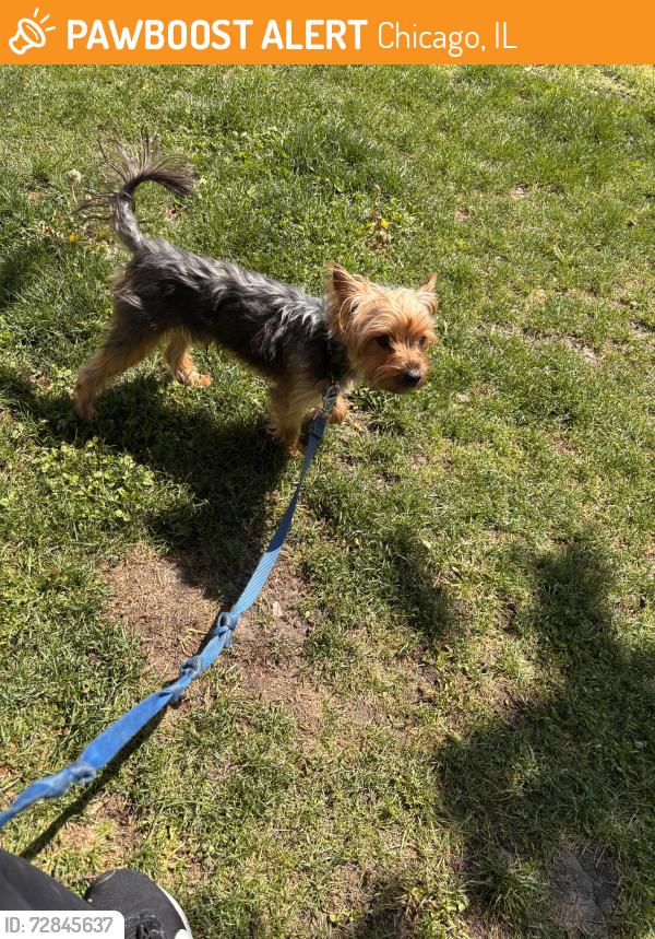 Found/Stray Male Dog last seen 49th and Vincennes, Chicago, IL 60615