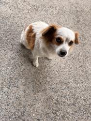Found/Stray Female Dog last seen Court and Robin , Visalia, CA 93291