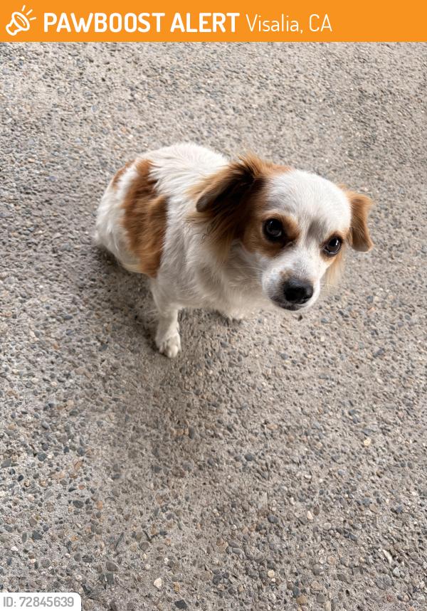 Found/Stray Female Dog last seen Court and Robin , Visalia, CA 93291