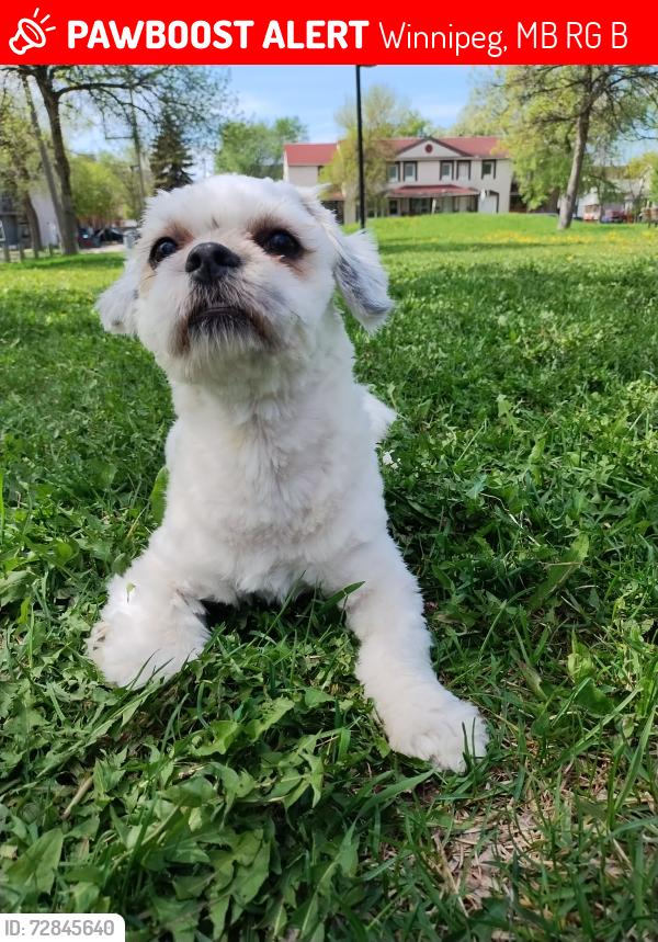 Lost Male Dog last seen Burrows, Winnipeg, MB R3G 2B5