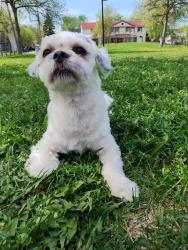 Lost Male Dog last seen Burrows, Winnipeg, MB R3G 2B5
