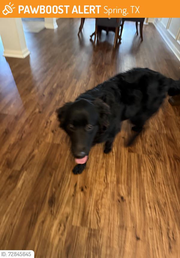 Found/Stray Male Dog last seen Oak castle, Spring, TX 77389