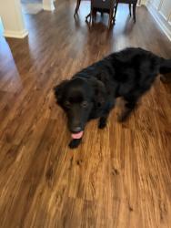 Found/Stray Male Dog last seen Oak castle, Spring, TX 77389