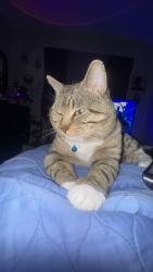 Lost Male Cat last seen The Retreat apmts apmt 1301, San Antonio, TX 78240