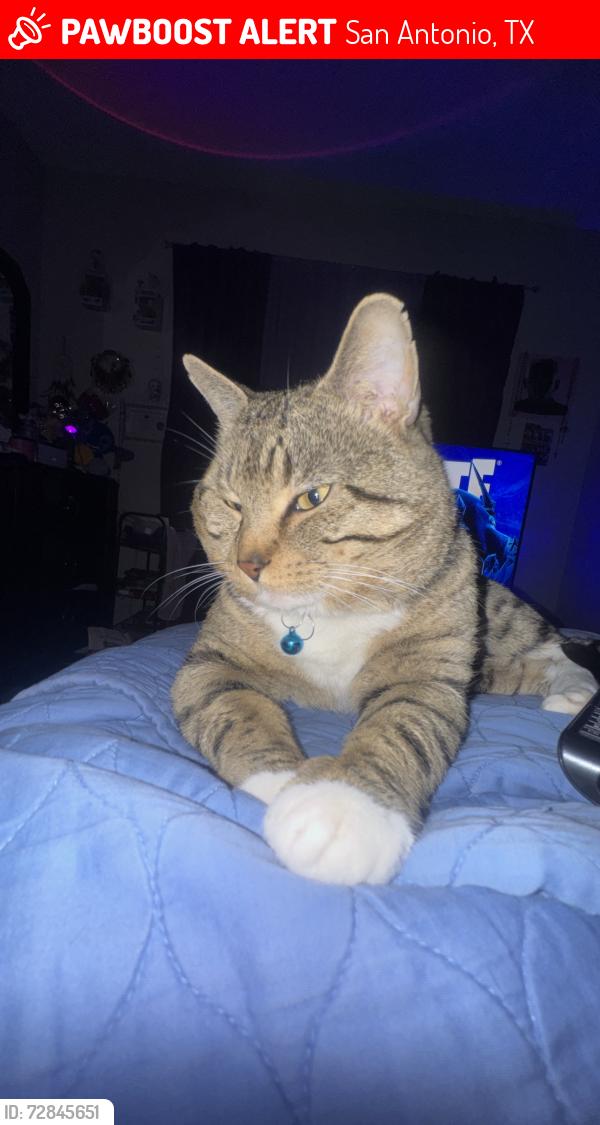Lost Male Cat last seen The Retreat apmts apmt 1301, San Antonio, TX 78240